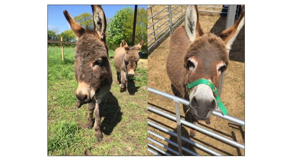Miniature Donkeys for Wellbeing and Festive Music