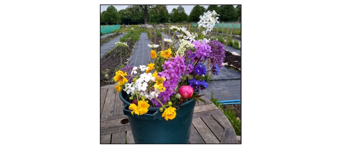 Grow Your Own Cut Flowers