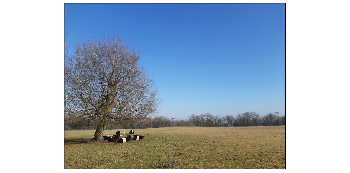 Wandlebury Country Park - cows under the tree