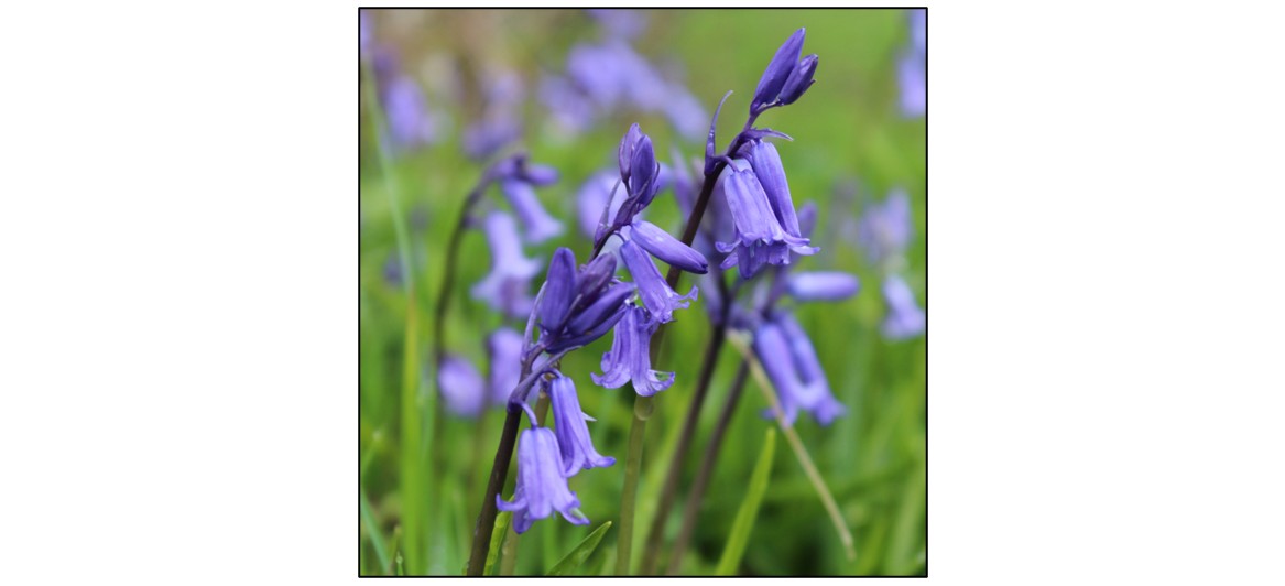 Spring Wildflowers of Wandlebury