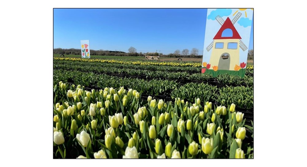 Pick Your Own Tulips 