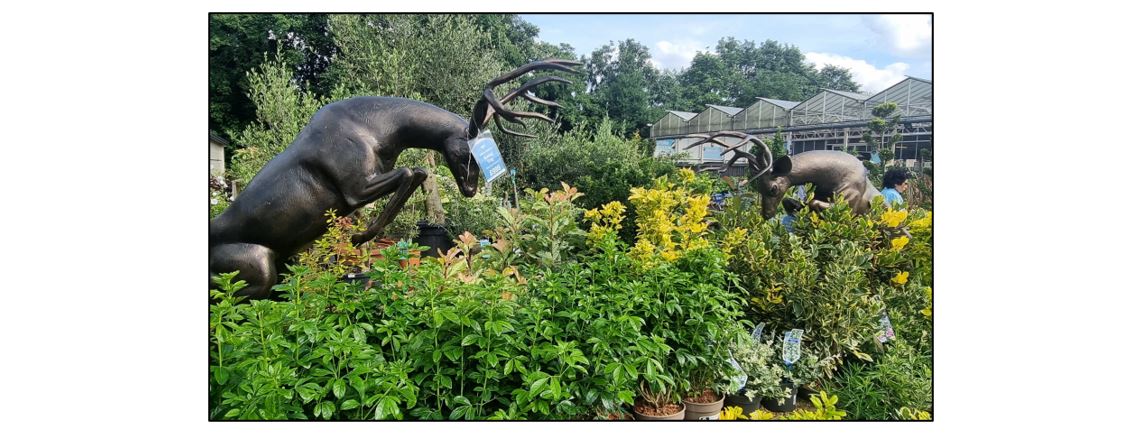 Coton Orchard Garden Centre - Shrubs
