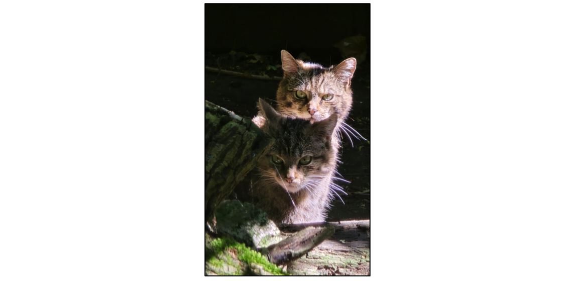 Linton Zoo - small cats