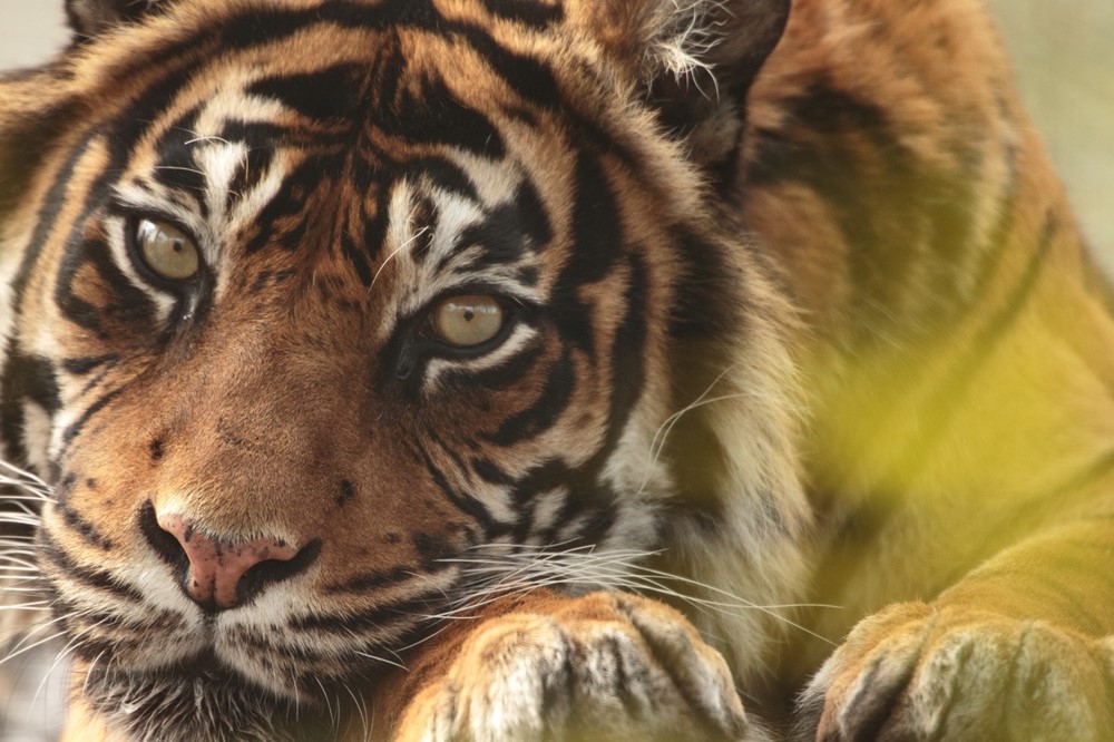 Shepreth Wildlife Park - tigers new