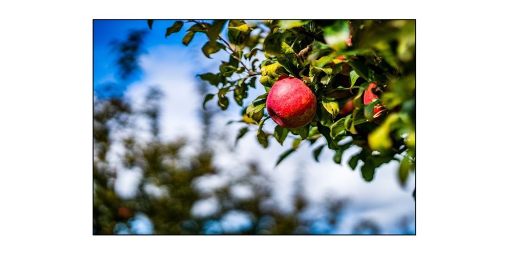 Spruce Up Our Orchard 