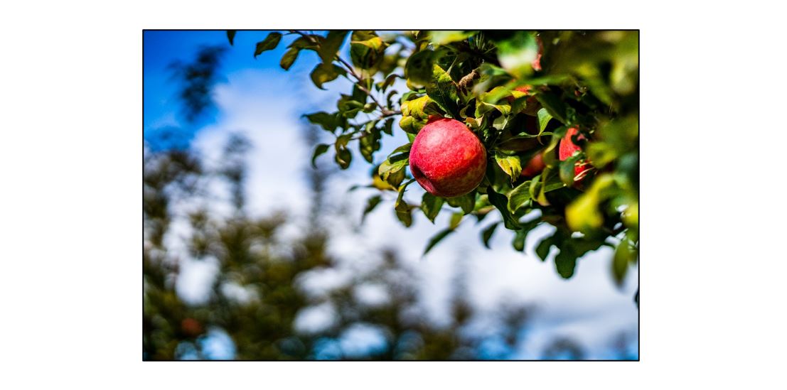 Spruce Up Our Orchard 