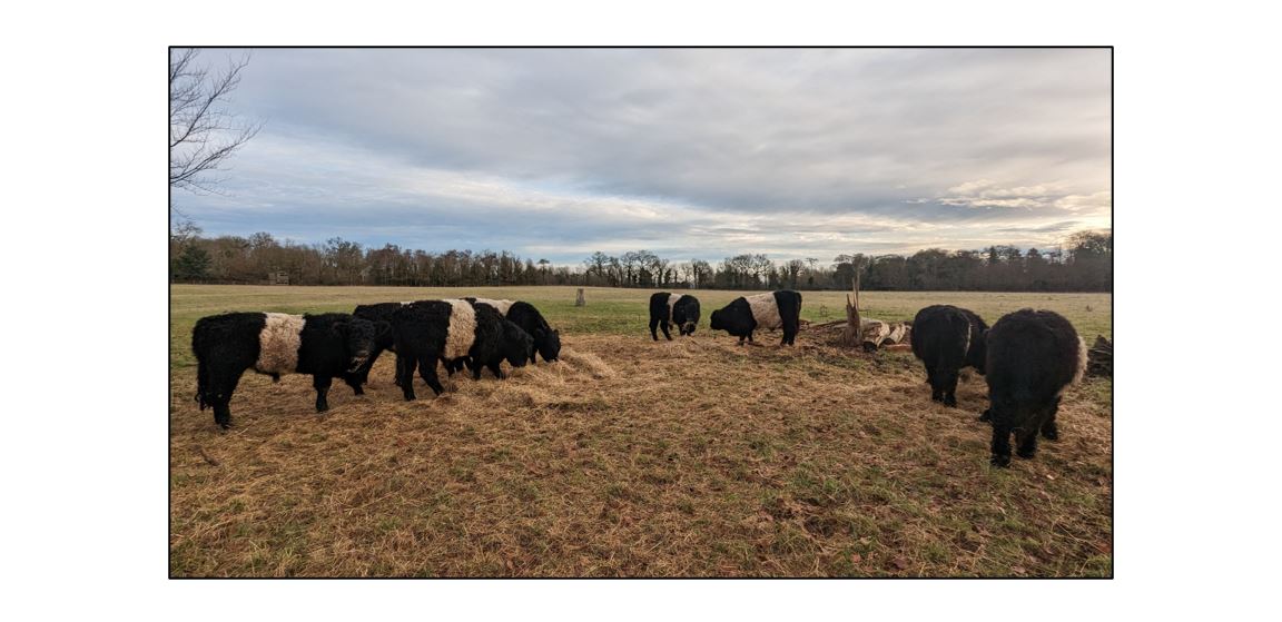Meet the Cows - eating hay