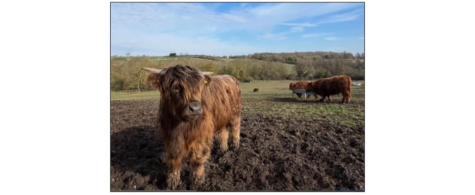 Highland Cow Cottage Experience 