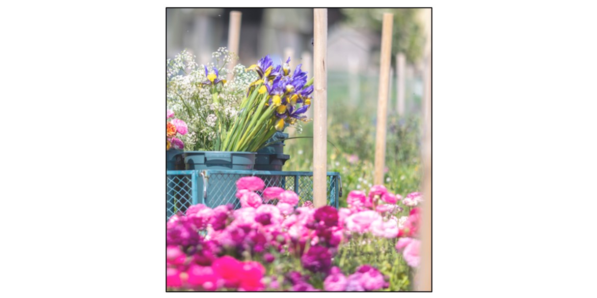 Flower Farms Tours with Nature's Posy