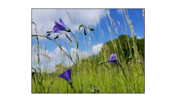Wild flowers of Coton