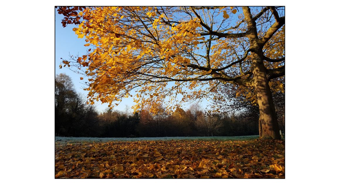 Wandlebury estate park - Autumn