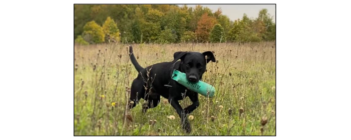 Acer Gundog Training in Bourn