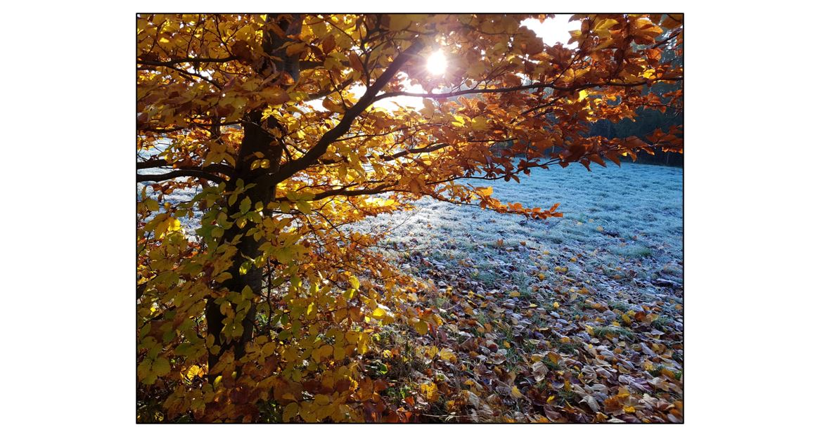 Woodland & Wildlife Walk