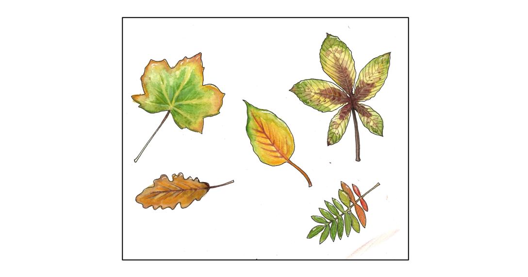 Drink & Draw with Sue Smith - leaves