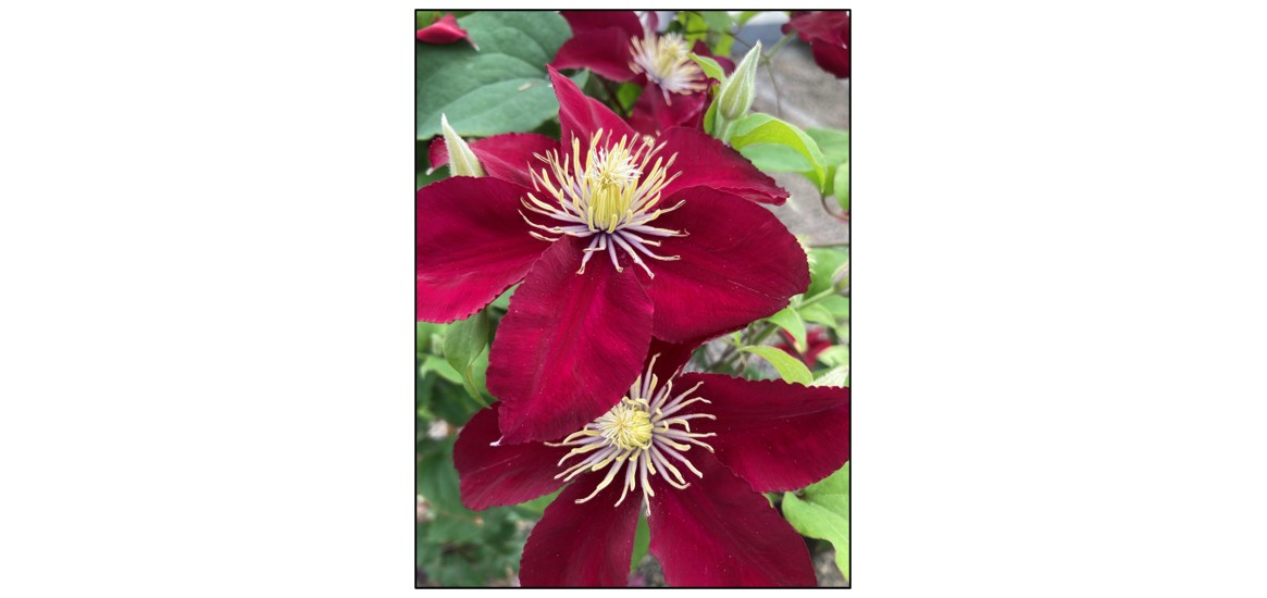 Clematis: Past, Present and Future