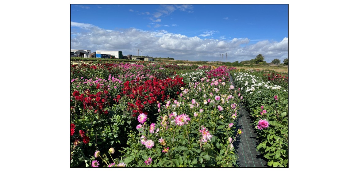 Cut Your Own Dahlias