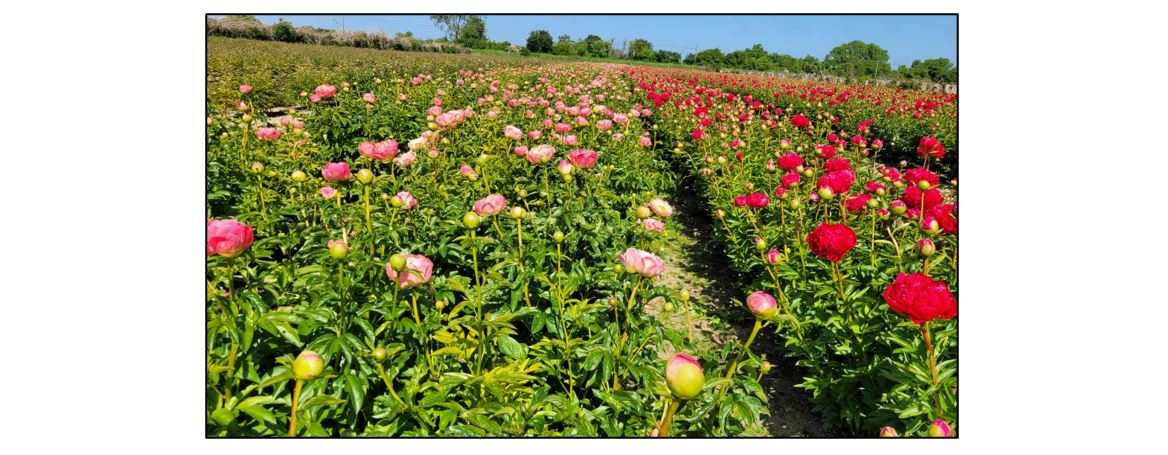 Pick Your Own Peonies - Field
