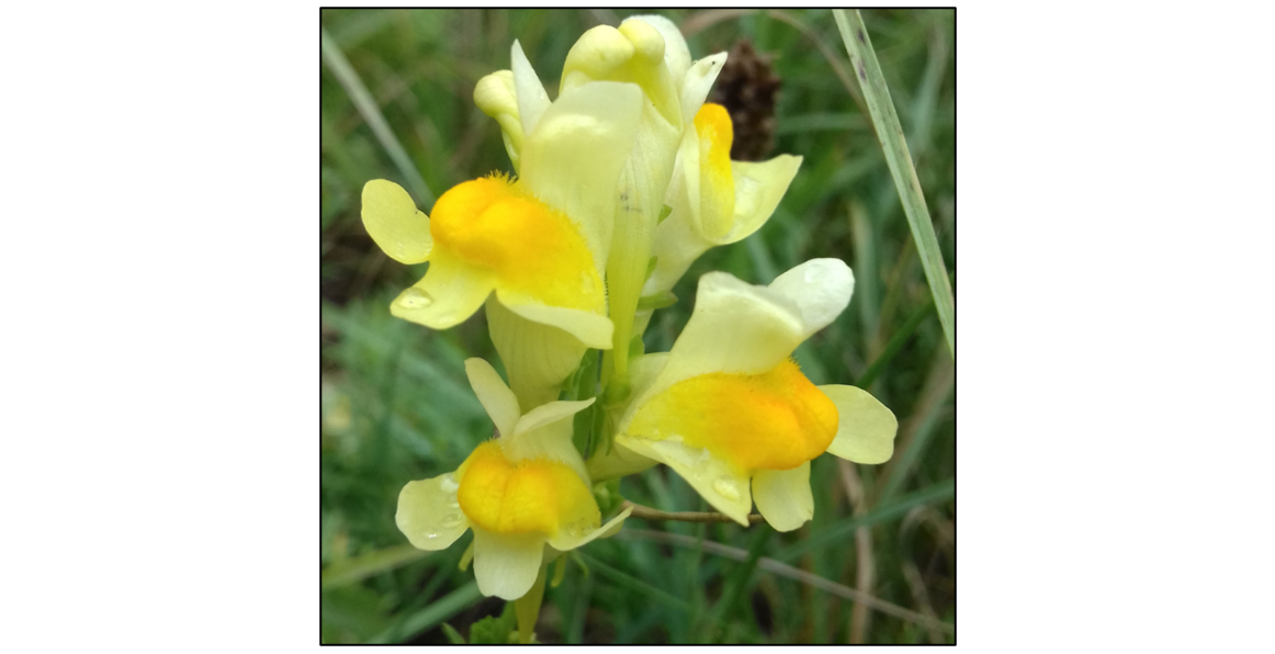 Summer Wildflowers of Wandlebury