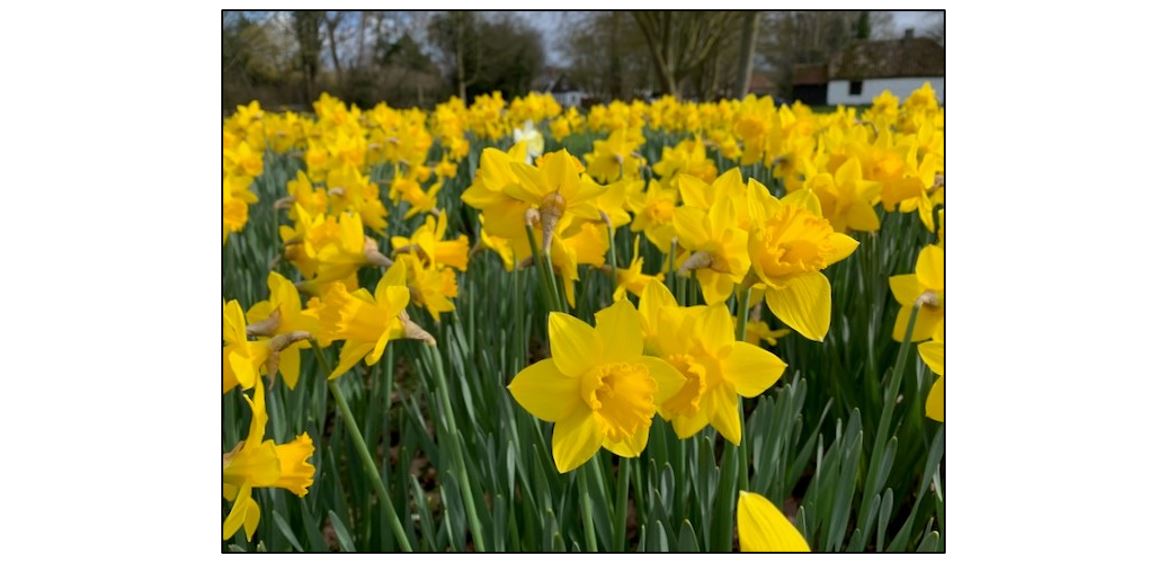Thriplow Daffodil Weekend & Country Fair