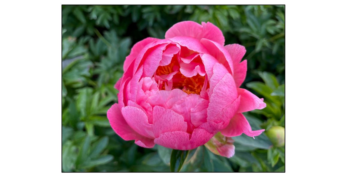 Pick Your Own Peonies - Pink