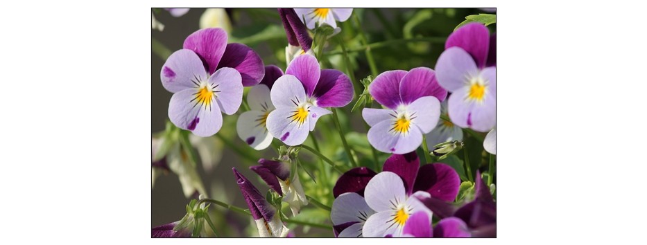 Autumn and Winter Flowers - autumn
