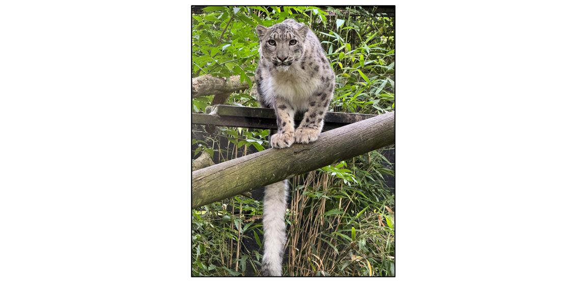 Linton Zoo - snow leopard