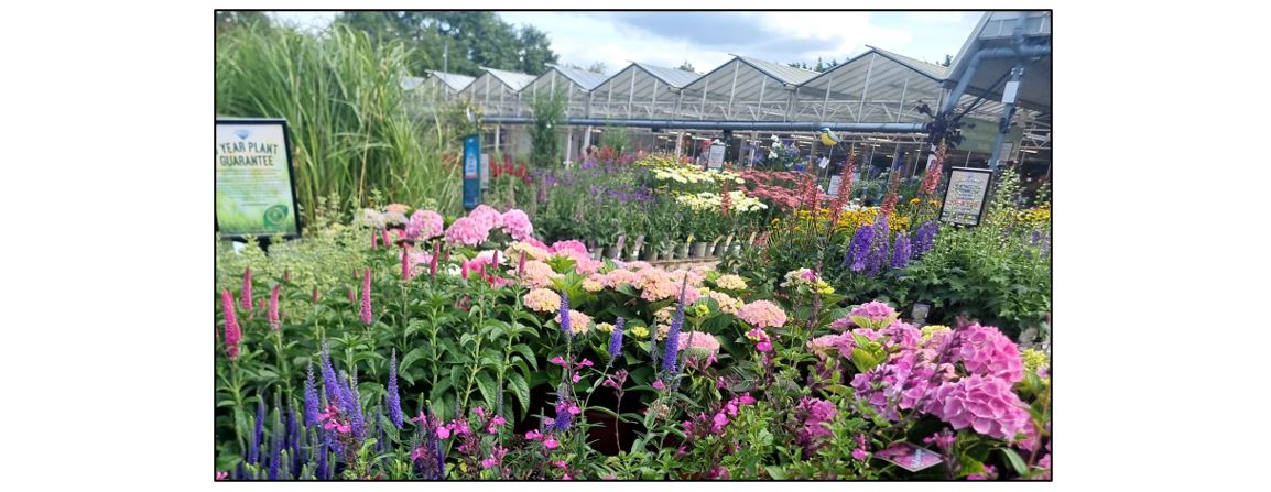 Coton Orchard Garden Centre - flowers