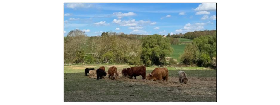 Highland Cow Cottage Experience