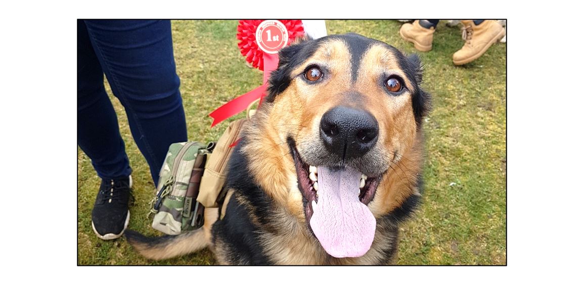 Fun Dog Show at Wandlebury