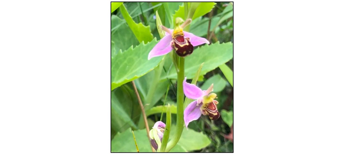 Guided Rare Orchid Walk to Haslingfield Quarry