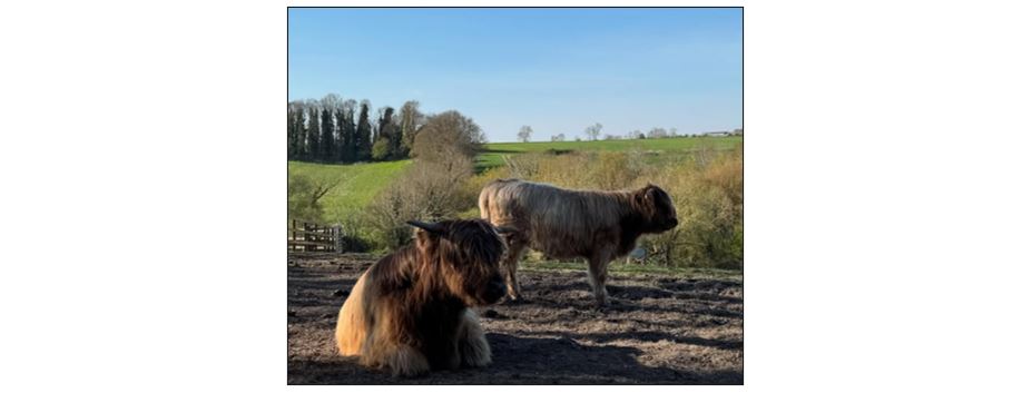 Highland Cow Cottage Experience 