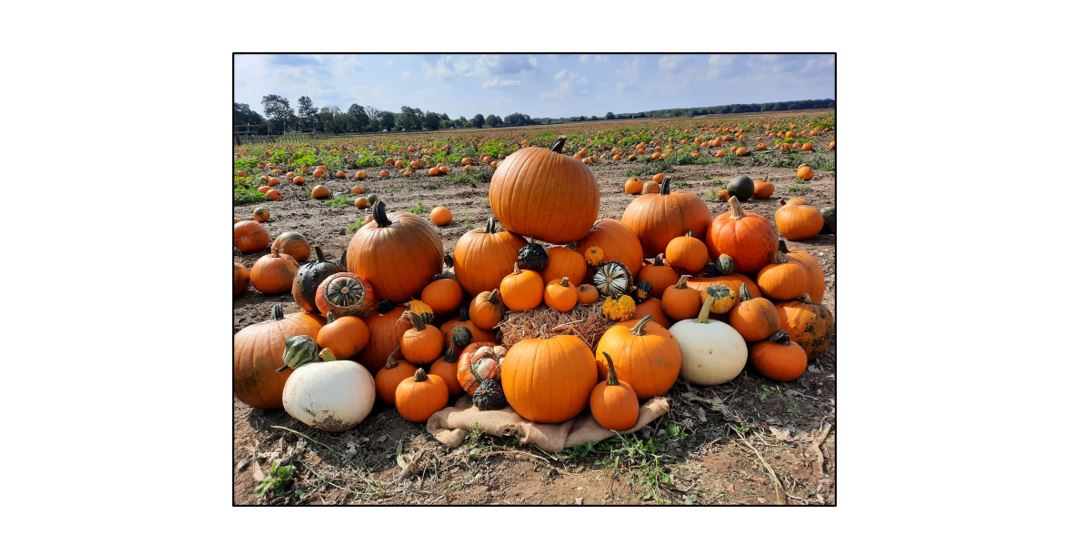 Milton Maize Pumpkin Patch