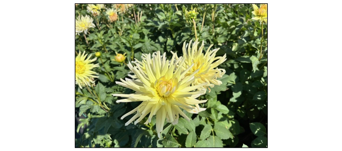 Cut Your Own Dahlias  