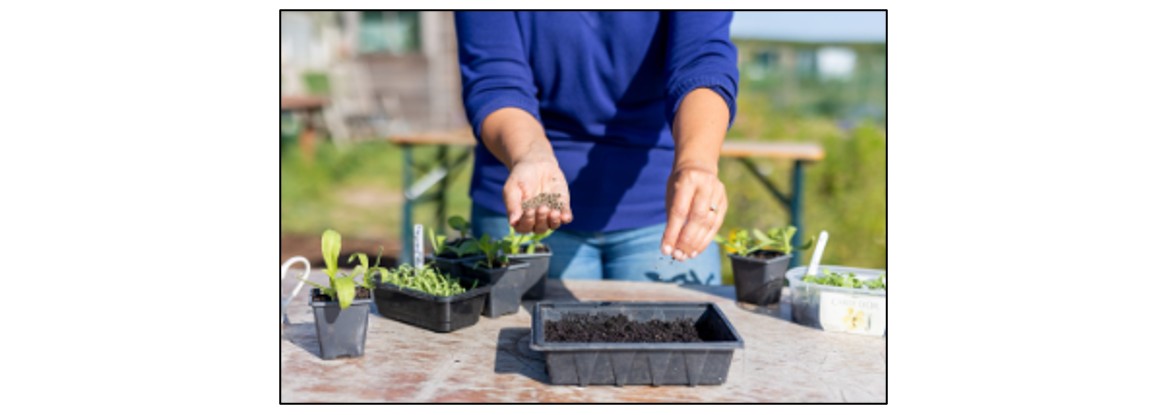 Grow Your Own Cut Flowers